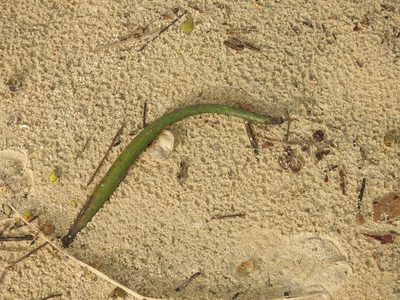Rhizophora mucronata, photographed by Manoj Karingamadathil