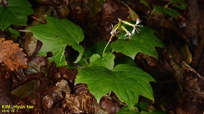 Ainsliaea acerifolia, photographed by Kim, Hyun-tae