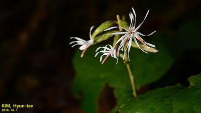 Ainsliaea acerifolia, photographed by Kim, Hyun-tae