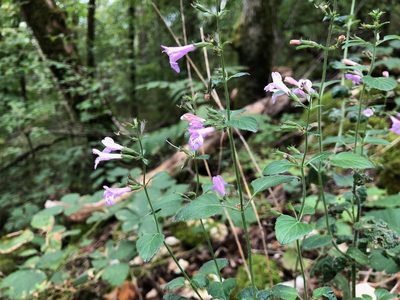 Clinopodium menthifolium, photographed by Jason Grant