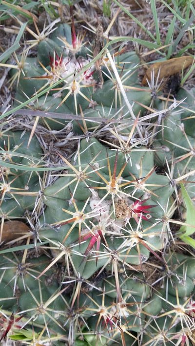Coryphantha ottonis, photographed by M. Socorro González Elizondo