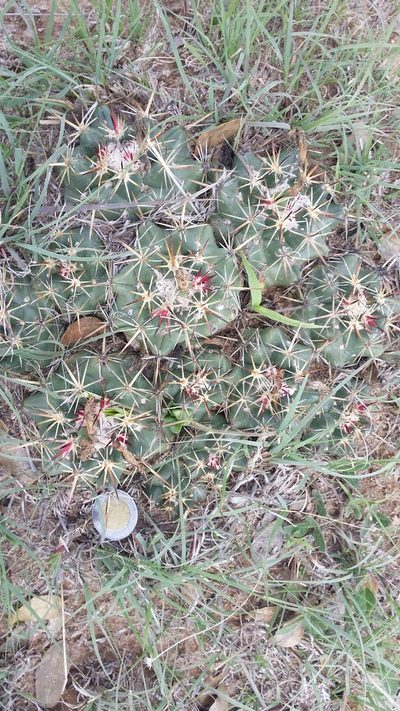 Coryphantha ottonis, photographed by M. Socorro González Elizondo