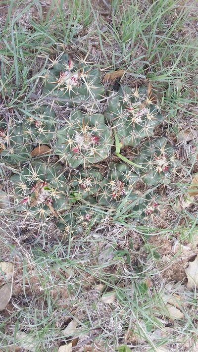 Coryphantha ottonis, photographed by M. Socorro González Elizondo