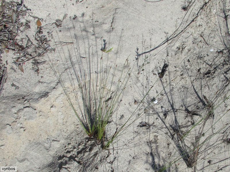 Ficinia dunensis, photographed by Chris Vynbos