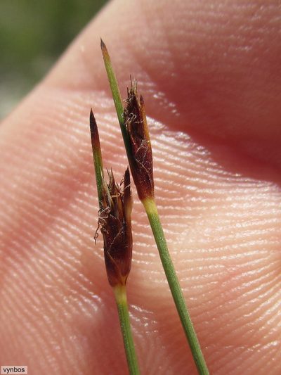 Ficinia dunensis, photographed by Chris Vynbos