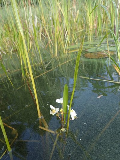 Sagittaria cristata, photographed by Allan Harris