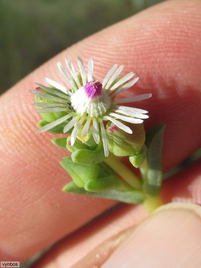 Ruschia indecora, photographed by Chris Vynbos