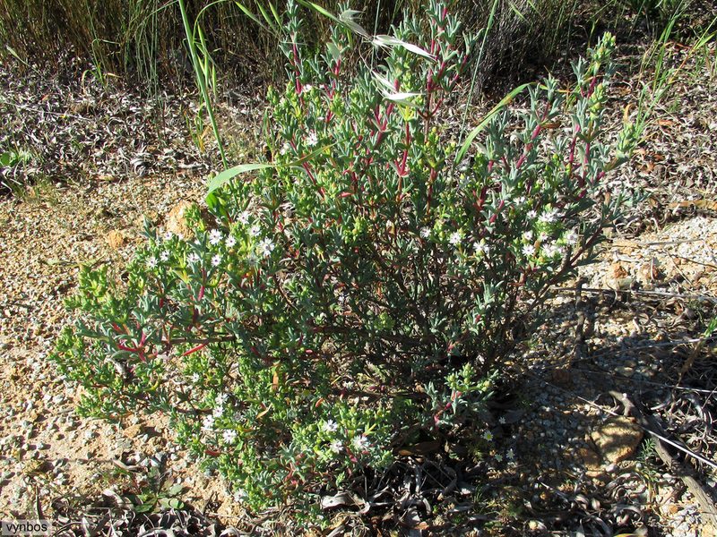 Ruschia indecora, photographed by Chris Vynbos