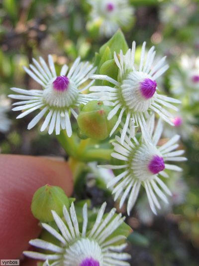 Ruschia indecora, photographed by Chris Vynbos