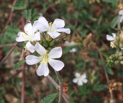 Melochia parvifolia, photographed by Andrew J. Crawford