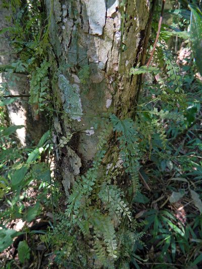 Asplenium dregeanum, photographed by Louis Imbeau