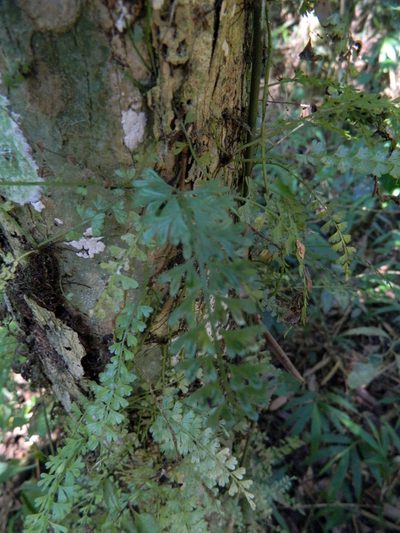 Asplenium dregeanum, photographed by Louis Imbeau