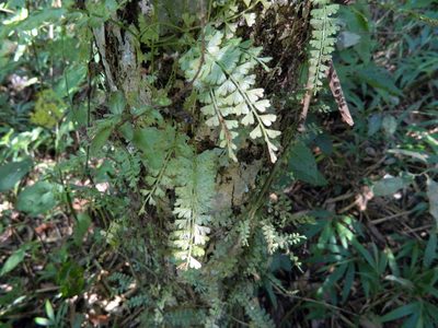 Asplenium dregeanum, photographed by Louis Imbeau