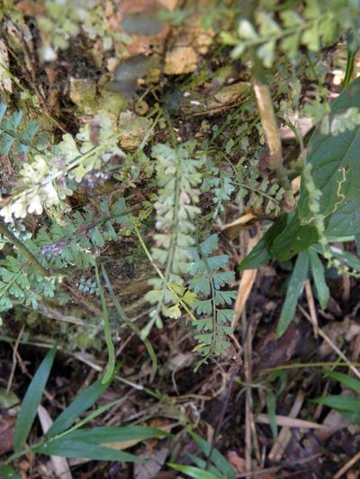 Asplenium dregeanum, photographed by Louis Imbeau