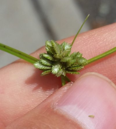 Cyperus nipponicus, photographed by Zihao Wang