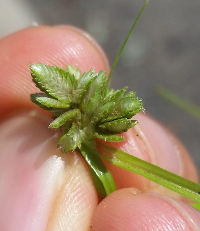 Cyperus nipponicus, photographed by Zihao Wang