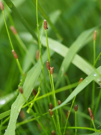 Eleocharis ovata, photographed by carnifex