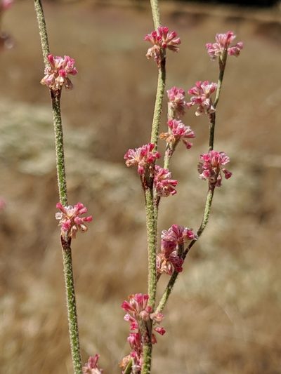 Eriogonum roseum, photographed by Alex Heyman