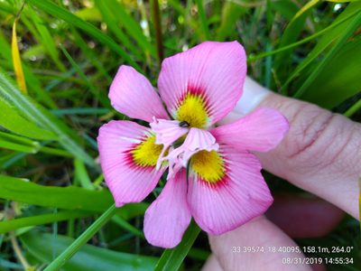 Moraea tricolor, photographed by Seth Musker