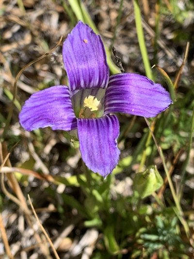 Gentianopsis simplex, photographed by Leah Gardner