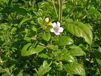 Bravaisia berlandieriana, photographed by Paul Prior