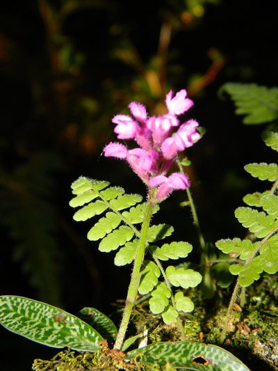 Cynorkis peyrotii, photographed by Louis Imbeau