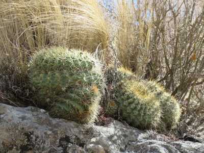 Soehrensia bruchii, photographed by Nicolas Olejnik