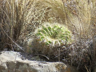 Soehrensia bruchii, photographed by Nicolas Olejnik