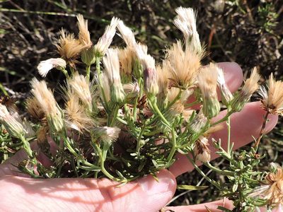 Baccharis texana, photographed by Sam Kieschnick