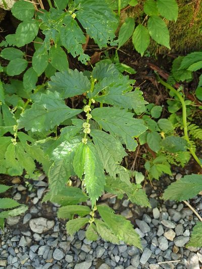 Elatostema involucratum, photographed by Lek Khauv