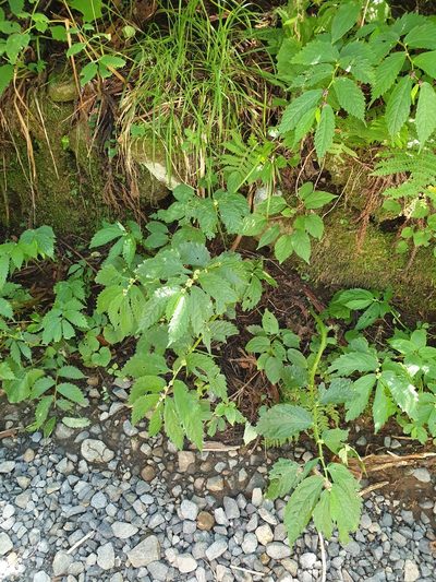 Elatostema involucratum, photographed by Lek Khauv