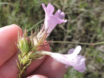 Agalinis densiflora, photographed by Sam Kieschnick