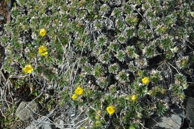 Potentilla subvahliana, photographed by Syd Cannings