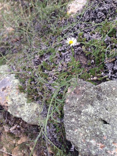 Erigeron flagellaris, photographed by Oscar C. González Martínez