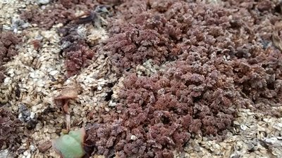 Azolla cristata, photographed by Tyler Hacking