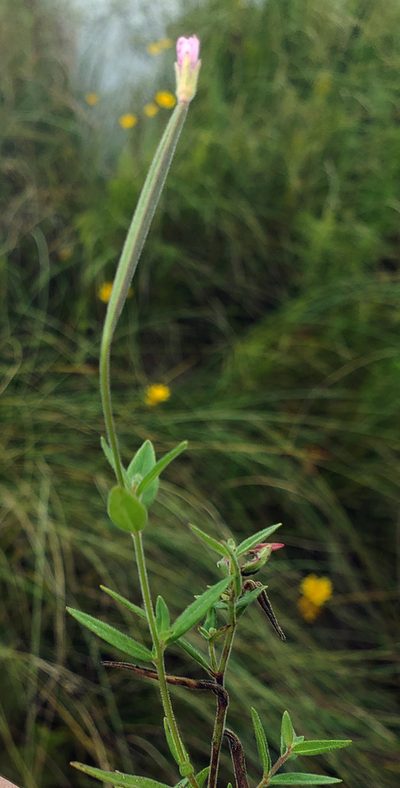 Epilobium densum, photographed by aarongunnar