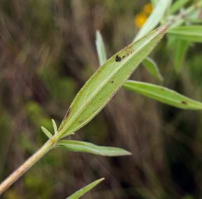 Epilobium densum, photographed by aarongunnar