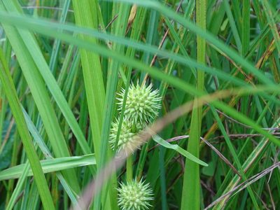 Sparganium americanum, photographed by Reuven Martin
