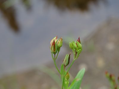 Hypericum majus, photographed by Reuven Martin
