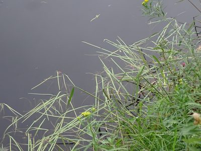 Sparganium fluctuans, photographed by Reuven Martin