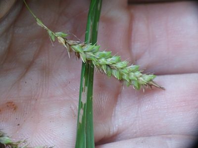 Carex gynandra, photographed by Reuven Martin