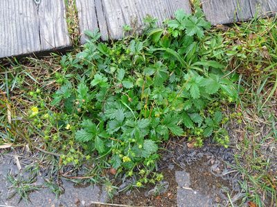 Potentilla inclinata, photographed by Reuven Martin