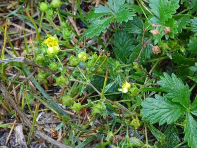Potentilla inclinata, photographed by Reuven Martin
