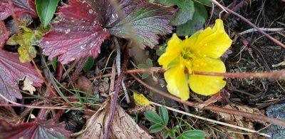 Geum peckii, photographed by Tigran Tadevosyan