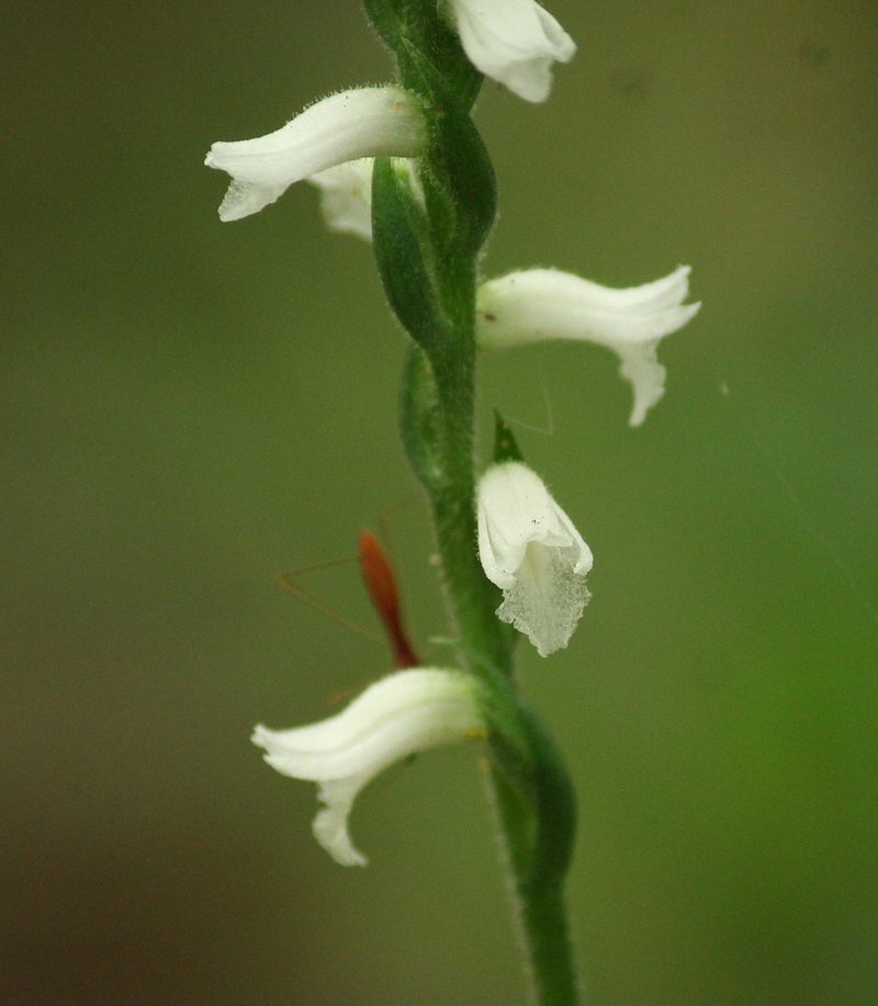 Spiranthes niklasii, photographed by mayfly1963