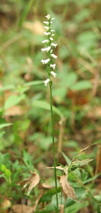 Spiranthes niklasii, photographed by mayfly1963