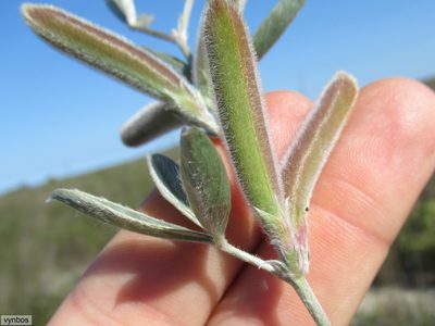 Argyrolobium velutinum, photographed by Chris Vynbos
