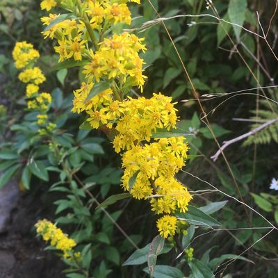 Solidago puberula, photographed by sarahalder