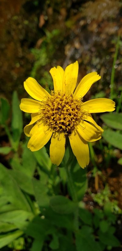 Arnica lanceolata, photographed by Tigran Tadevosyan
