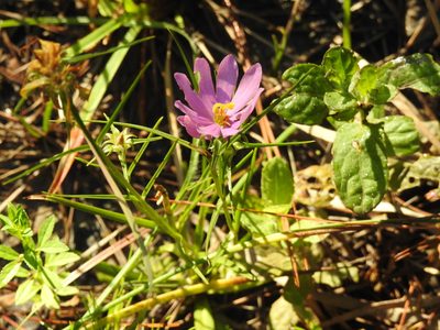 Sabatia gentianoides, photographed by Rachel Stringham